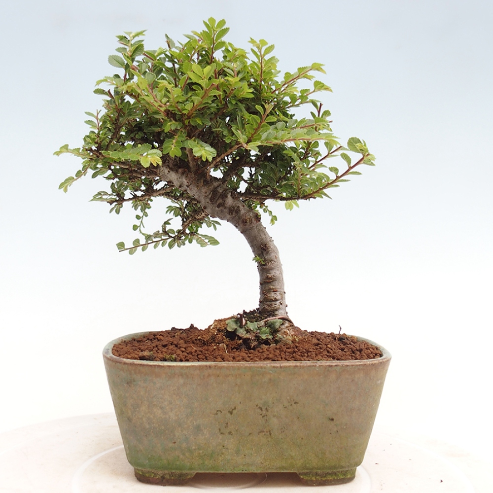 Outdoor bonsai - Ulmus parvifolia Sagei - Small-leaved elm