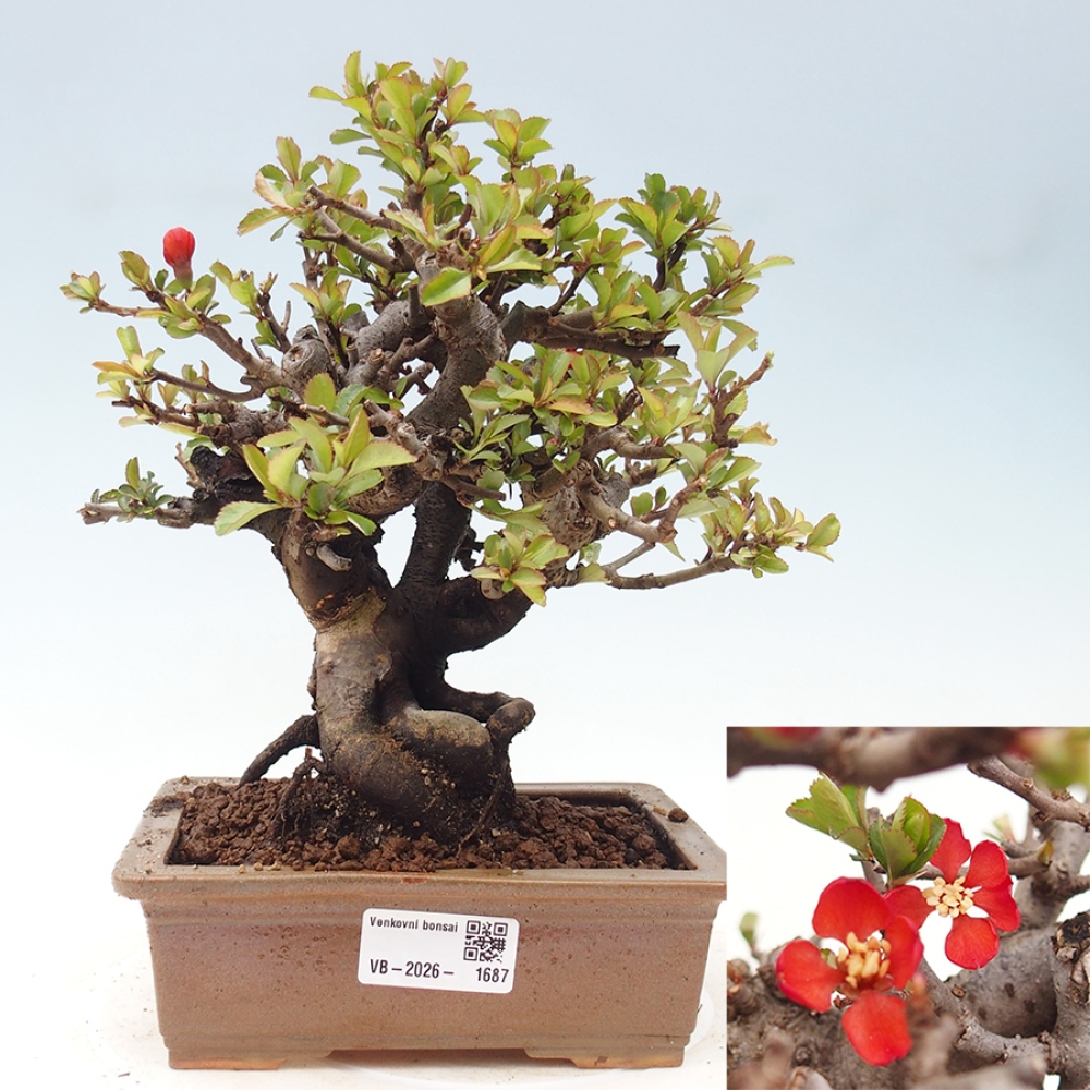 Outdoor bonsai - Chaneomeles speciosa - Quince