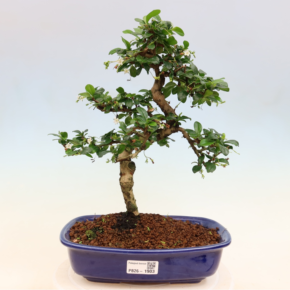 Room bonsai - Carmona macrophylla - Tea fuki