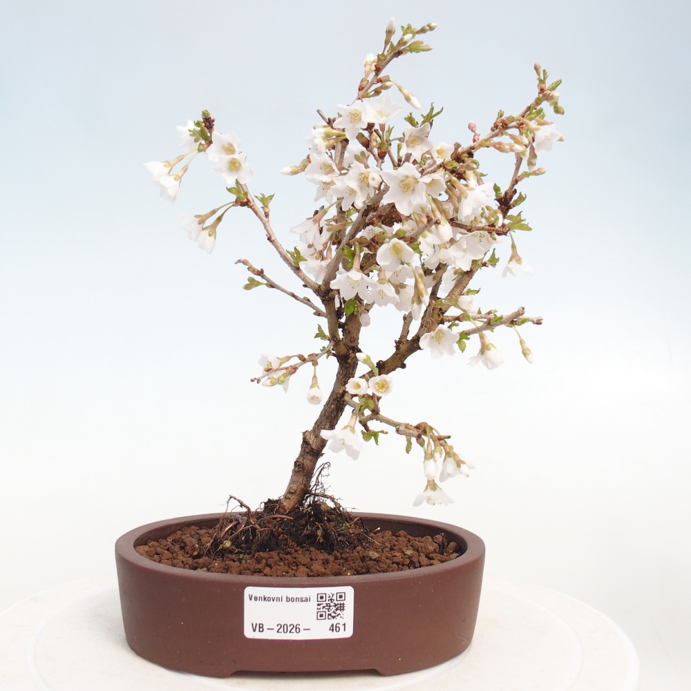 Outdoor bonsai - Prunus incisa Kojou-no mai-Plivon cut out