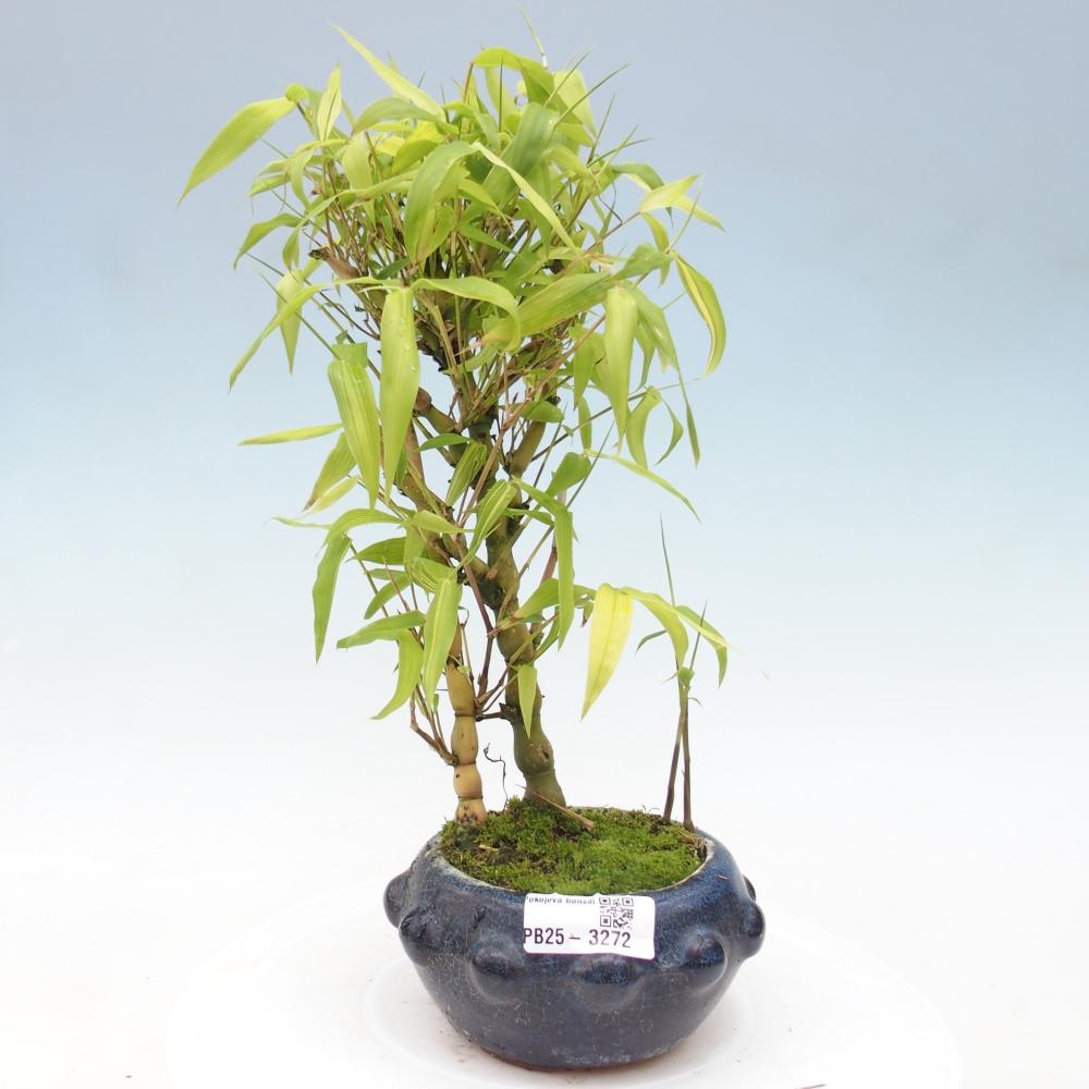 Room bonsai - Bamboo budha-Bamboo budha belly