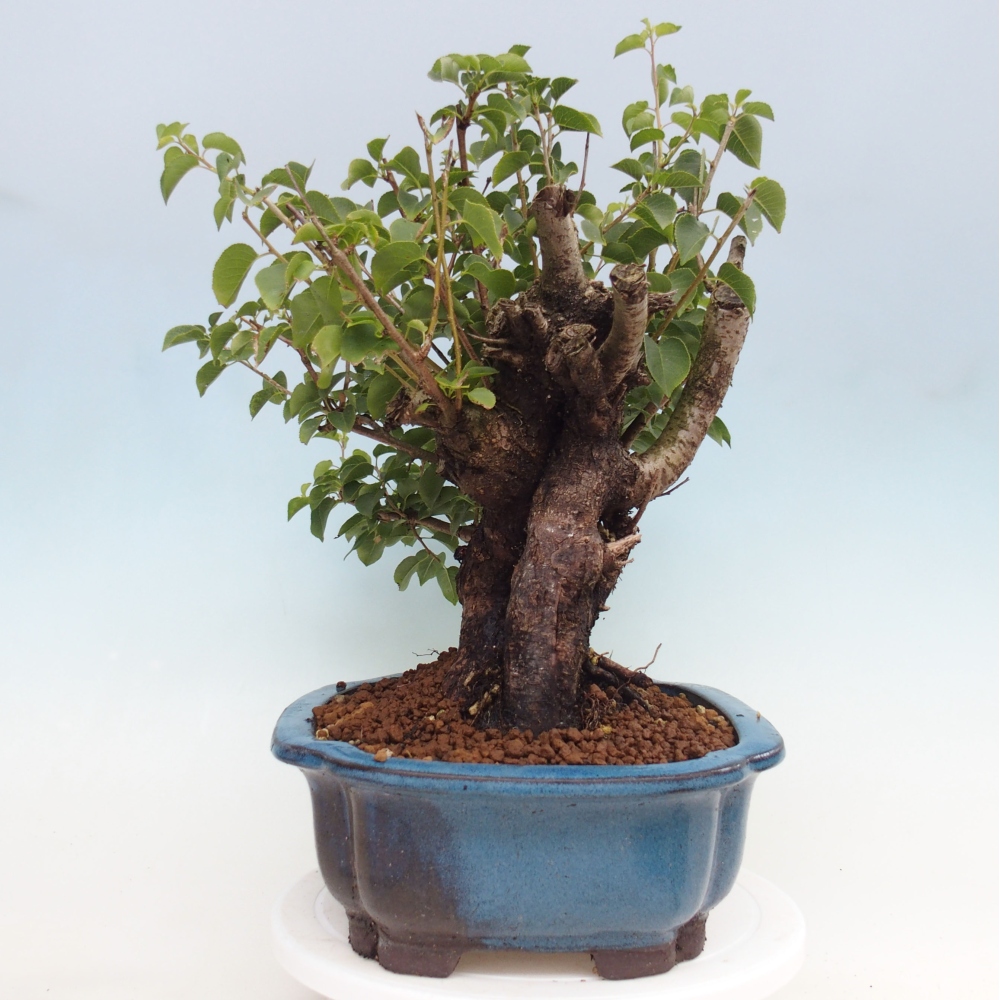Outdoor bonsai - Mahalebka - Prunus mahaleb