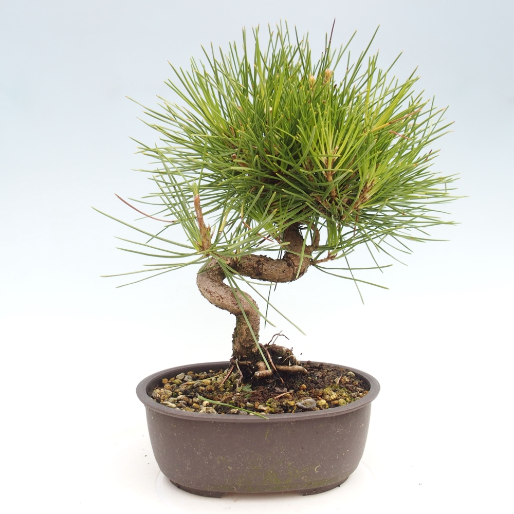 Outdoor bonsai - Pinus thunbergii - Thunbergia pine