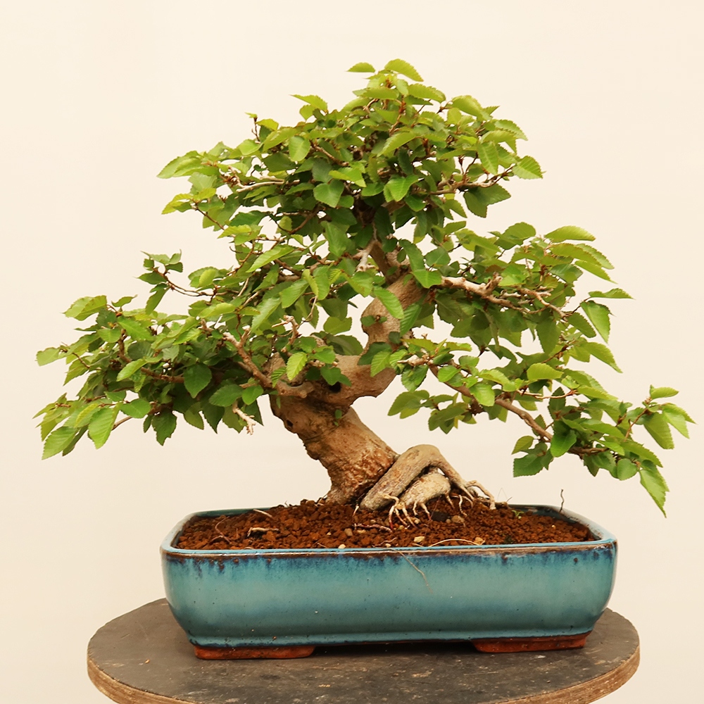 Outdoor bonsai - Carpinus Coreana - Korean hornbeam