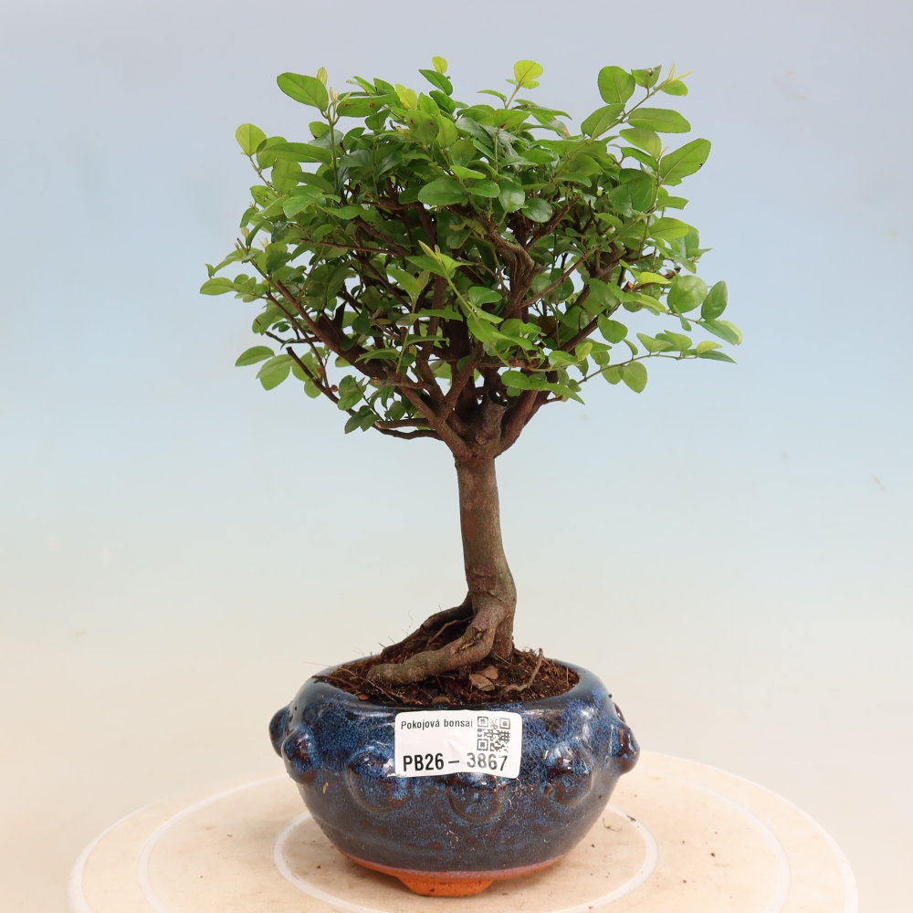 Room bonsai - Sageretia thea - Sageretia thea