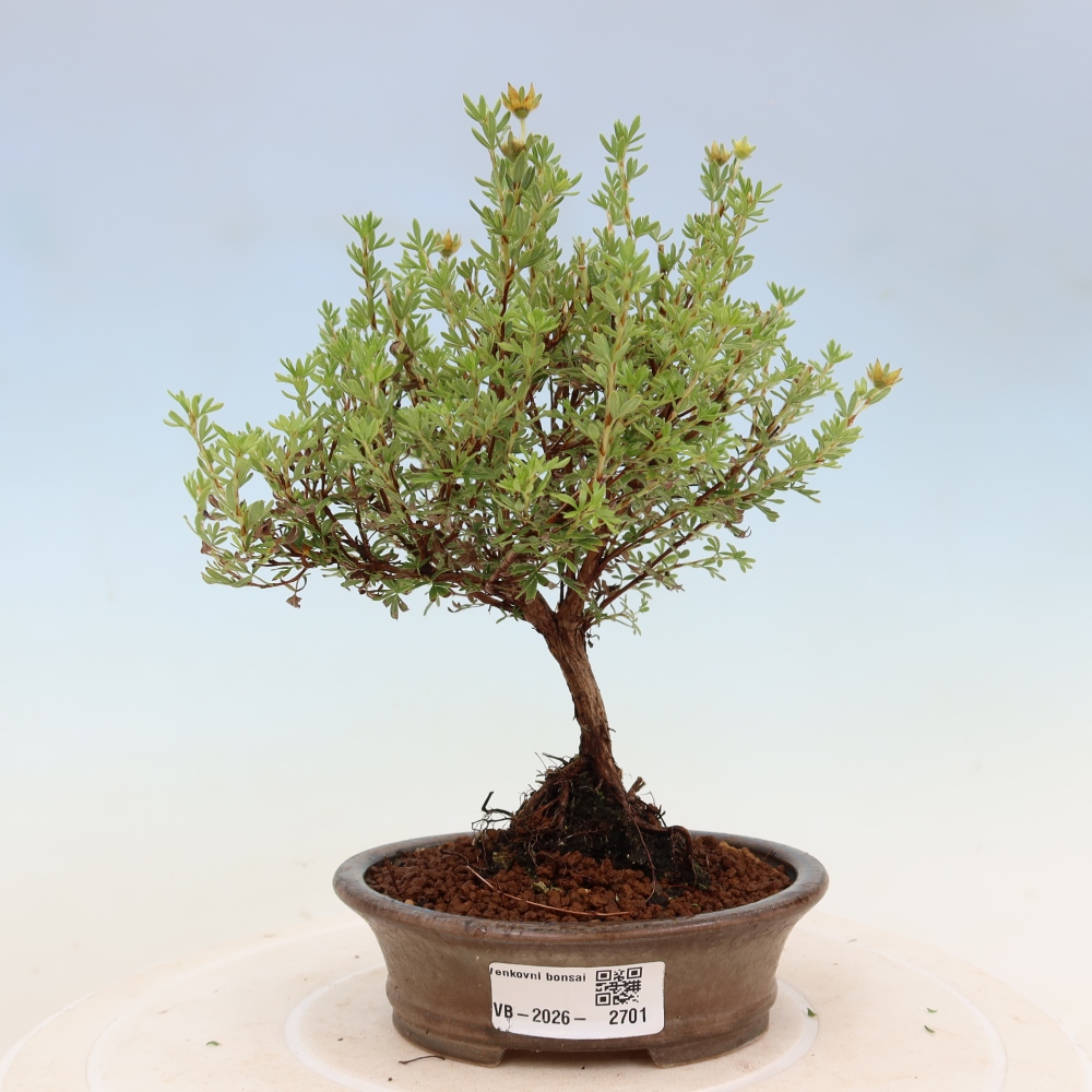 Outdoor Bonsai—Shrubby Cinquefoil (Potentilla fruticosa) 'Goldkissen'