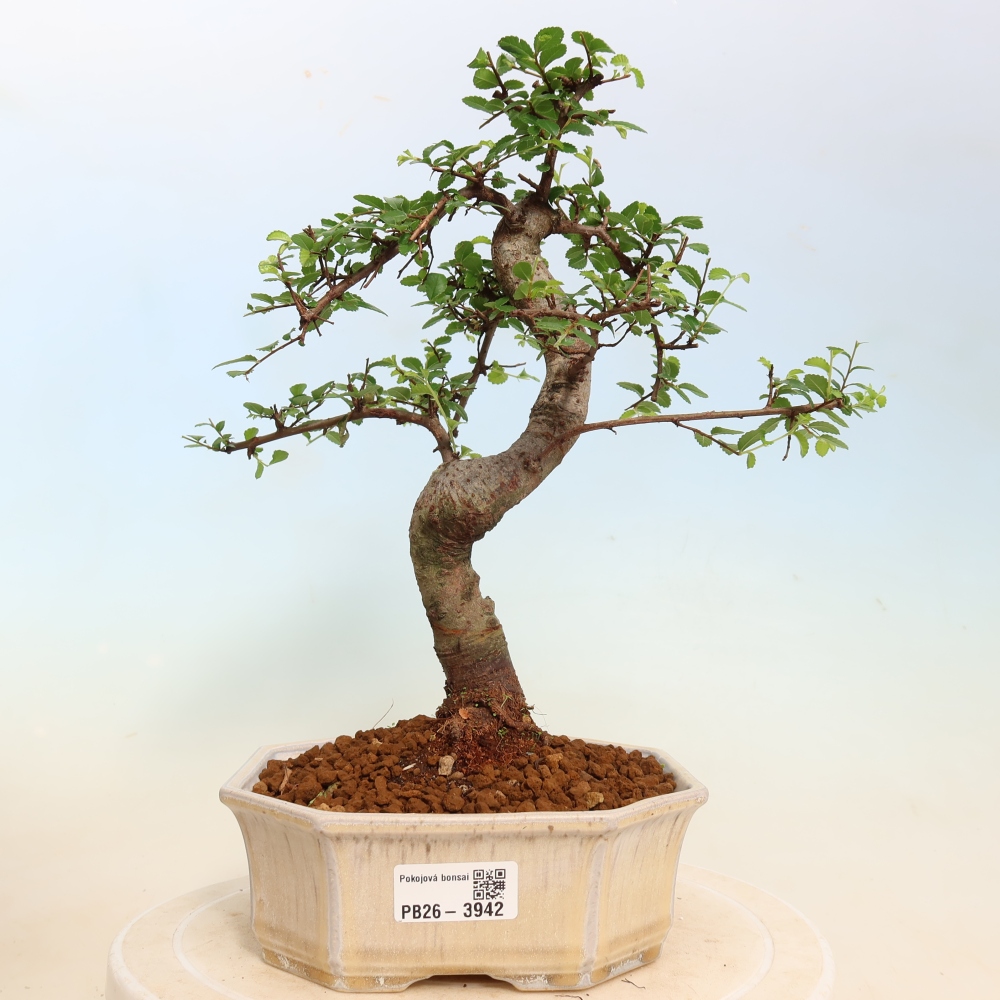 Room bonsai - Ulmus parvifolia - Small-leaved elm