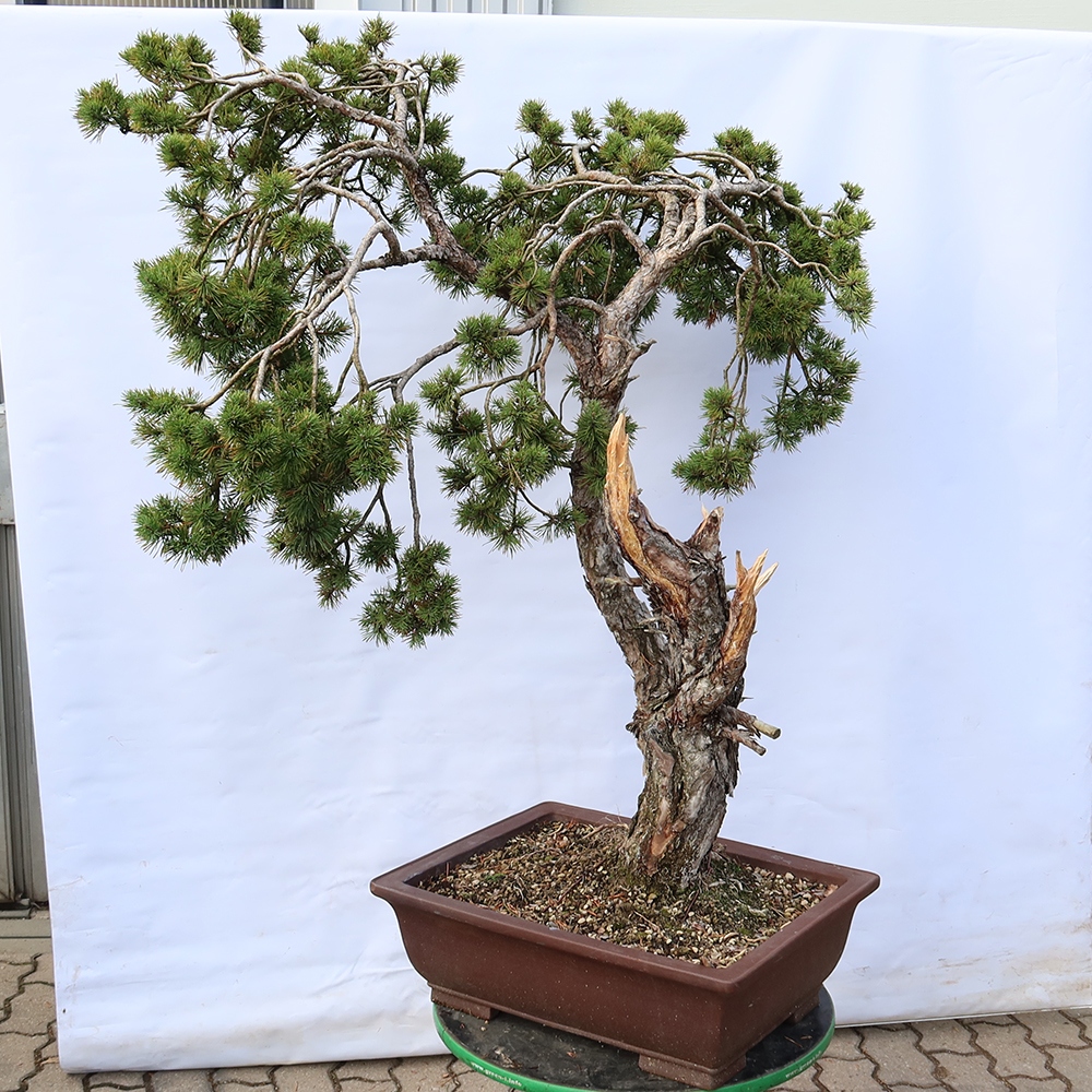 Pinus sylvestris Spain - Scots pine