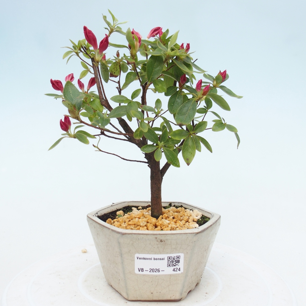 Outdoor bonsai - Japanese azalea - Azalea sp.