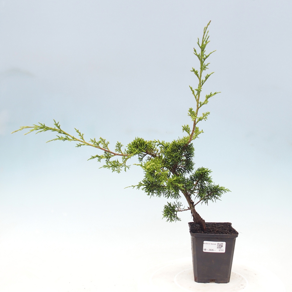 Outdoor bonsai - Juniperus chinensis Itoigawa
