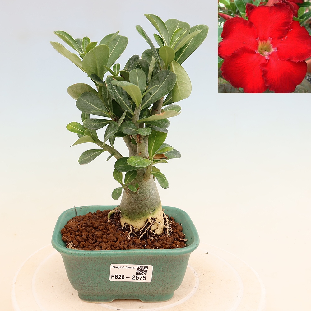 Indoor Bonsai - Adenium obesum Red Star - Desert Rose