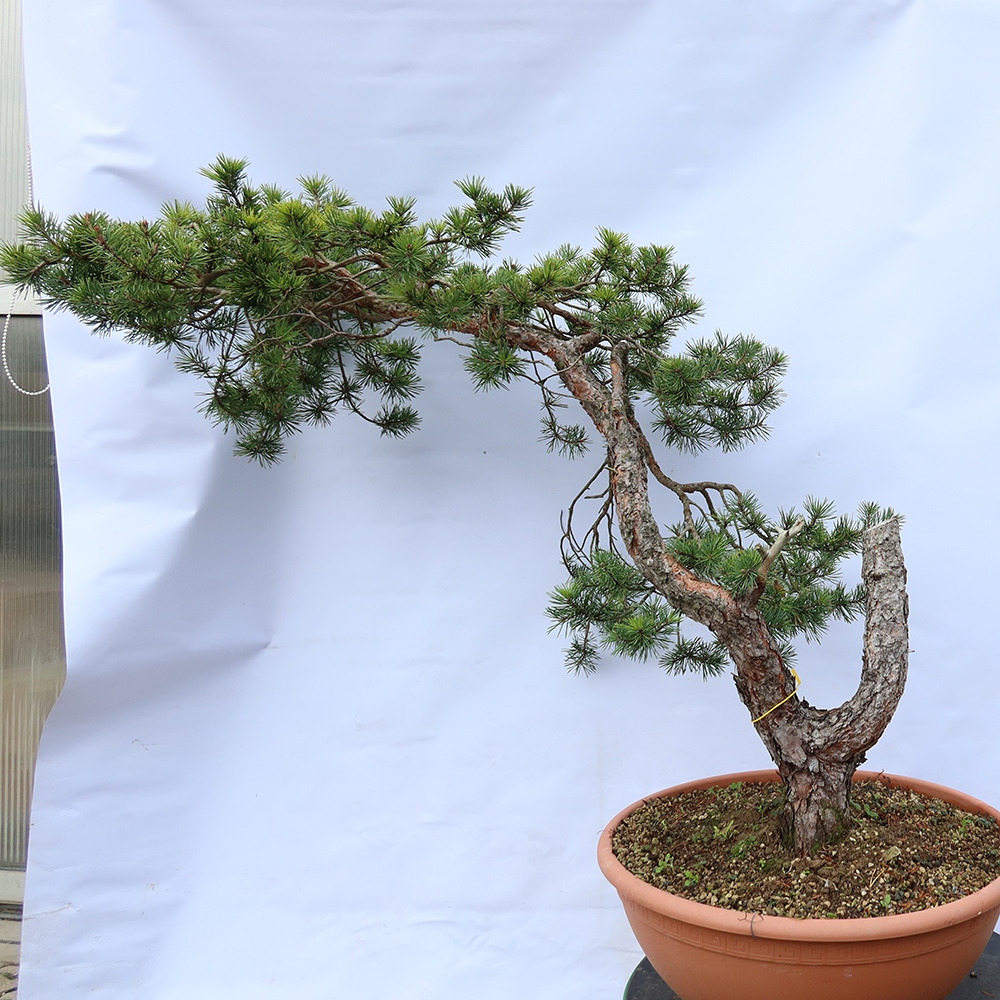 Pinus sylvestris Spain - Scots pine