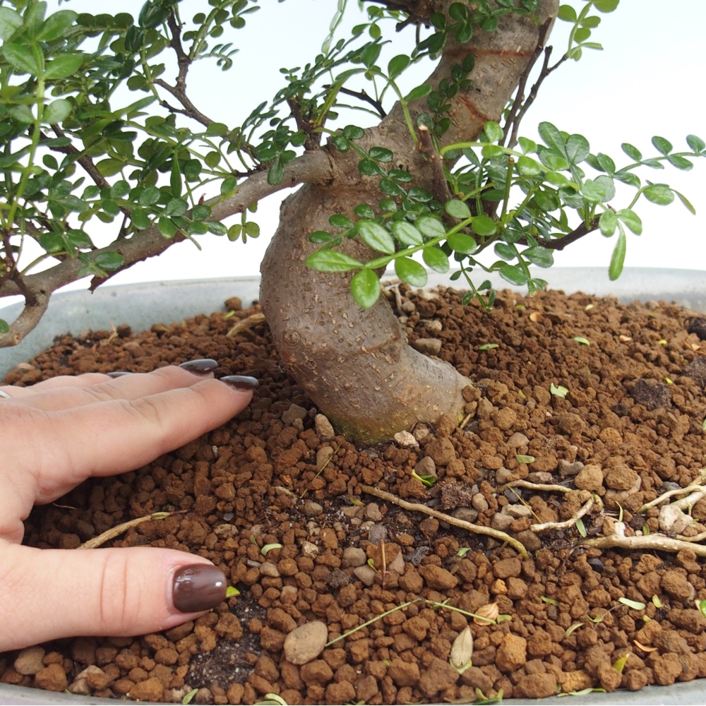 Room bonsai - Zantoxylum piperitum - pepper tree