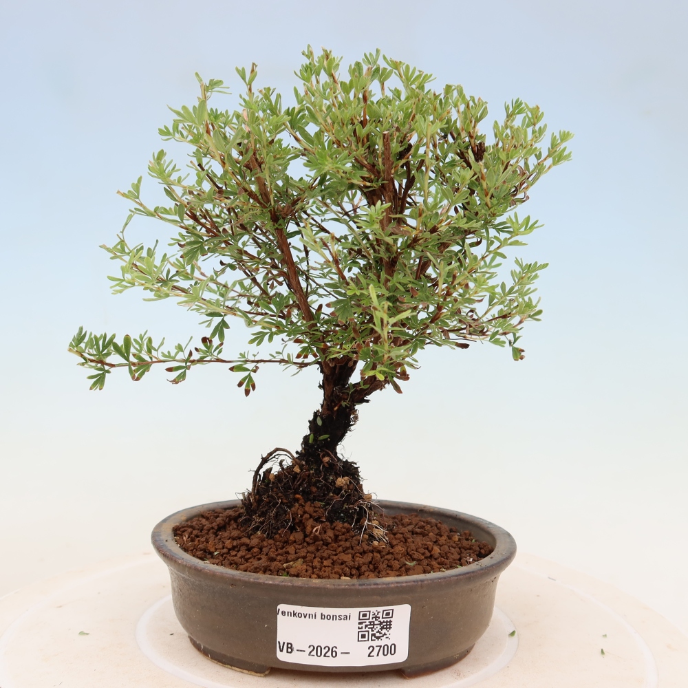 Outdoor Bonsai—Shrubby Cinquefoil (Potentilla fruticosa) 'Goldkissen'