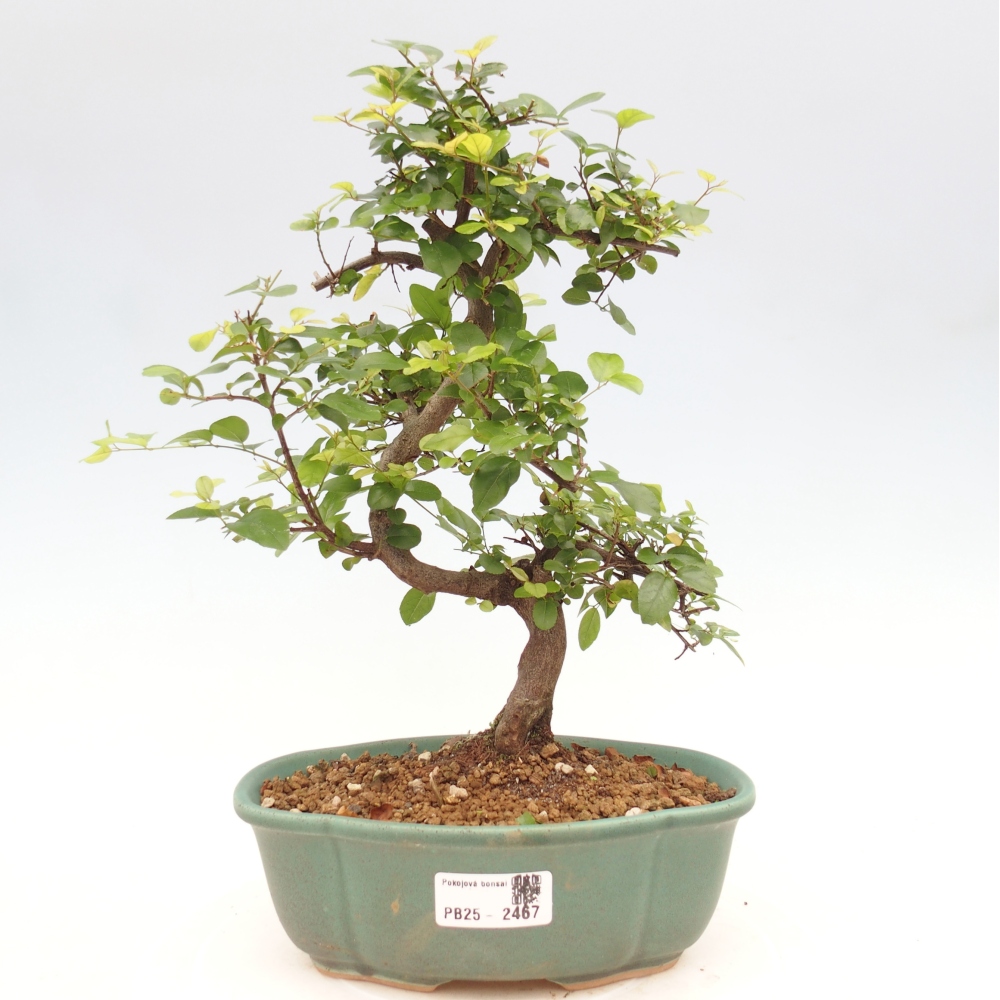 Indoor bonsai - Sagerécie thea - Sagerécie thea