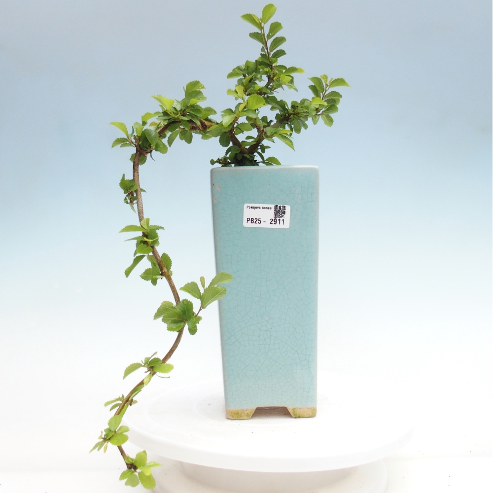 Indoor bonsai - Grewia occidentalis - Lavender star