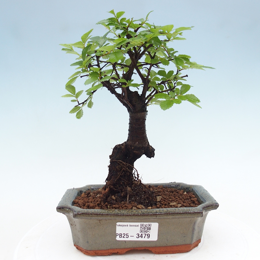 Room bonsai - Ulmus parvifolia - Small-leaved elm