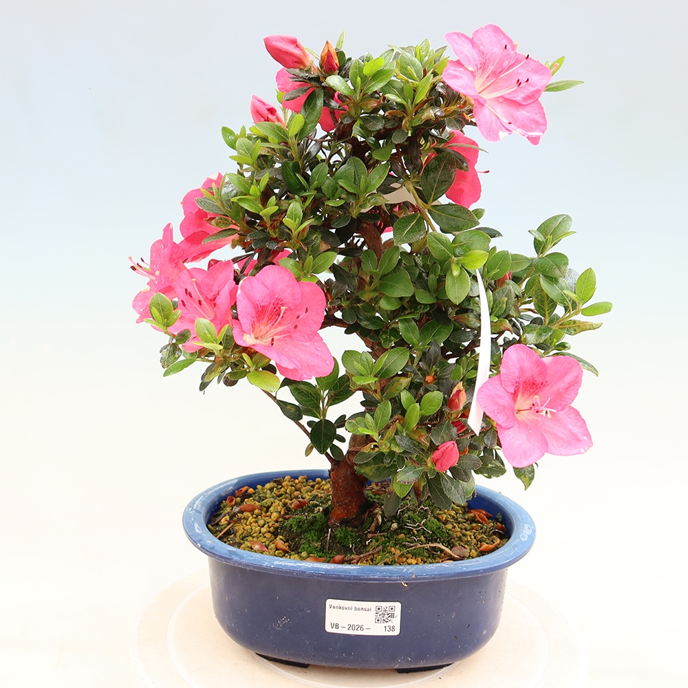 Outdoor bonsai - Japanese Azalea - Azalea Kobai