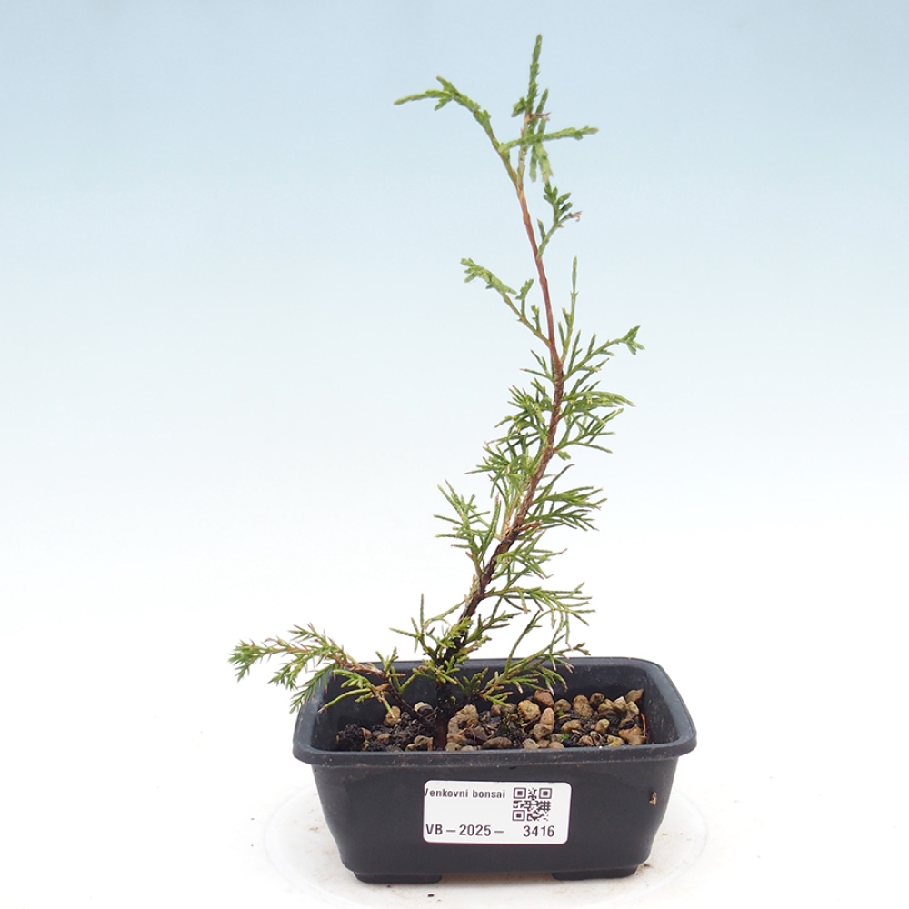 Outdoor bonsai - Juniperus chinensis Itoigawa