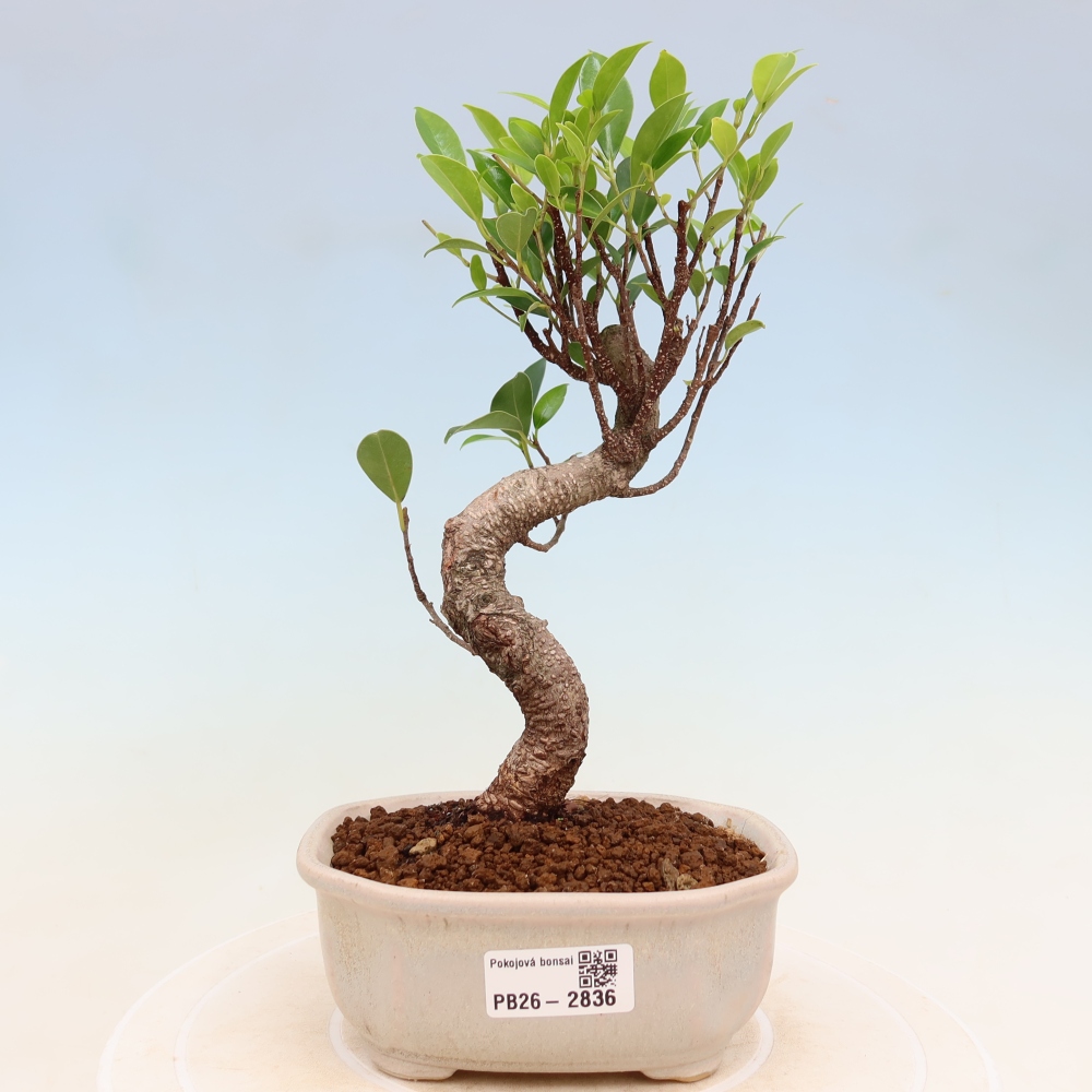 Room bonsai - Ficus kimmen - small-leaved ficus