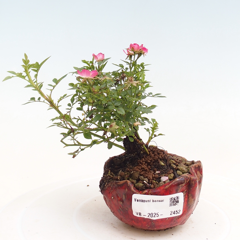Outdoor bonsai - Rosa Cutie Pie - Roses