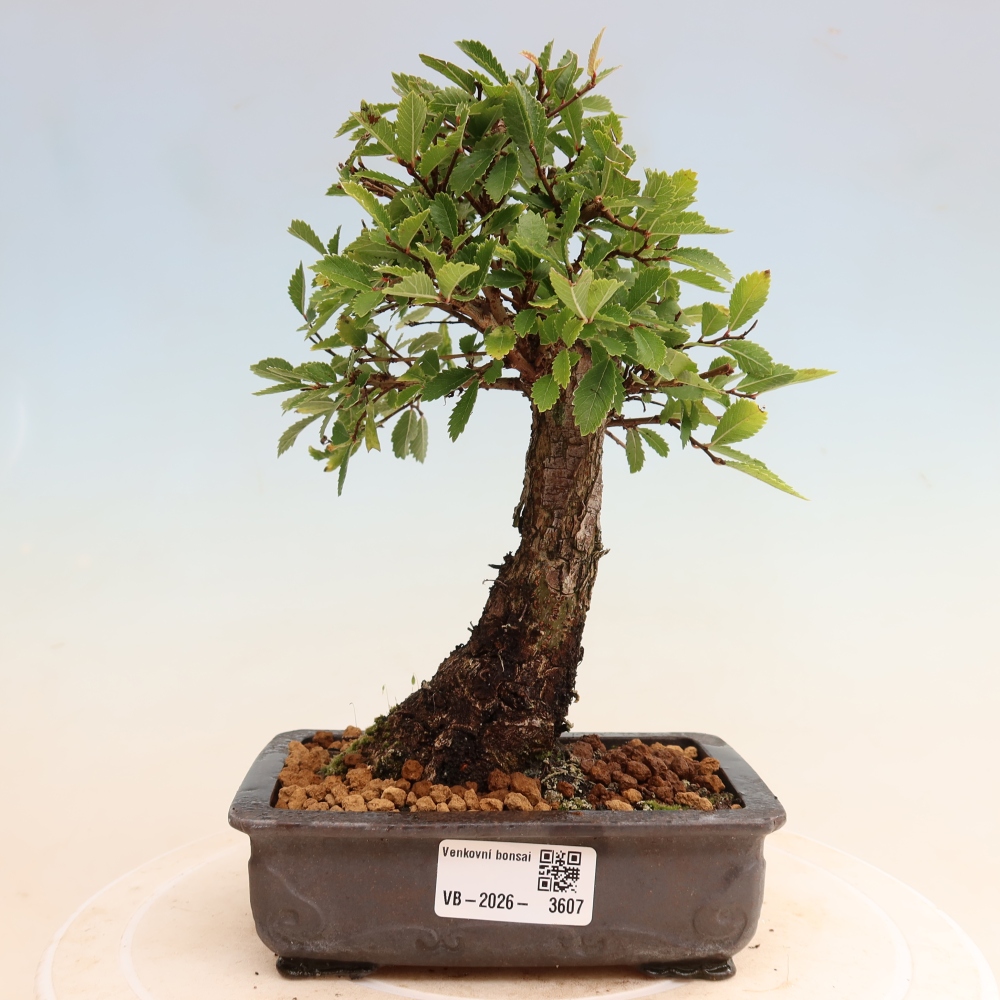 Outdoor bonsai - Zelkova - Zelkova NIRE
