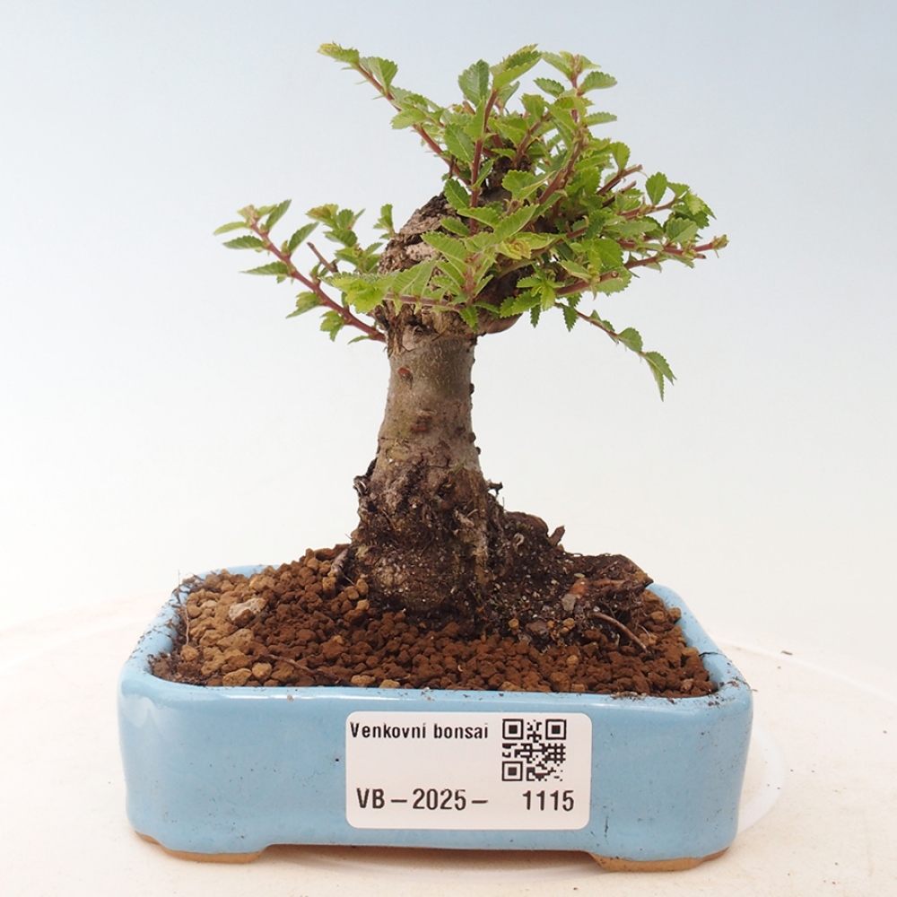 Outdoor bonsai - Ulmus parvifolia Sagei - Small-leaved elm