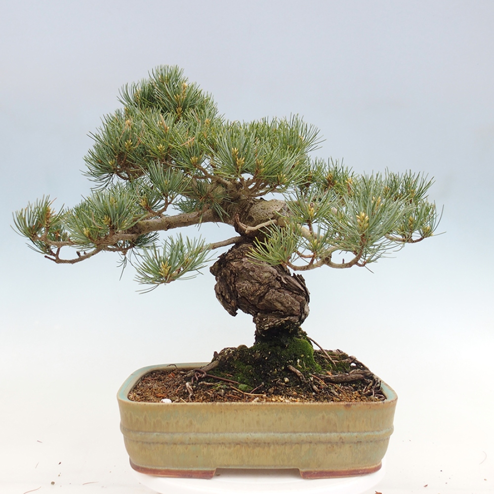 Outdoor bonsai - Pinus parviflora - Pinus parviflora
