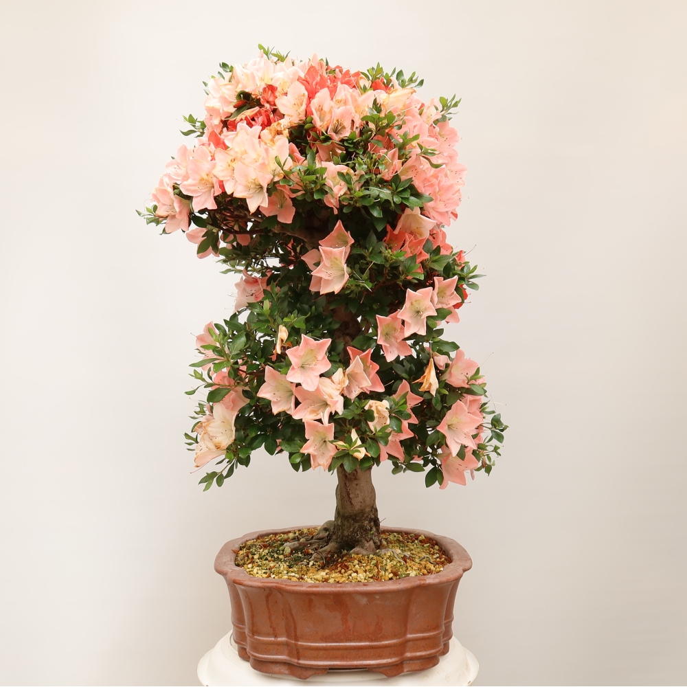 Outdoor bonsai - Japanese Azalea - Azalea Sansai