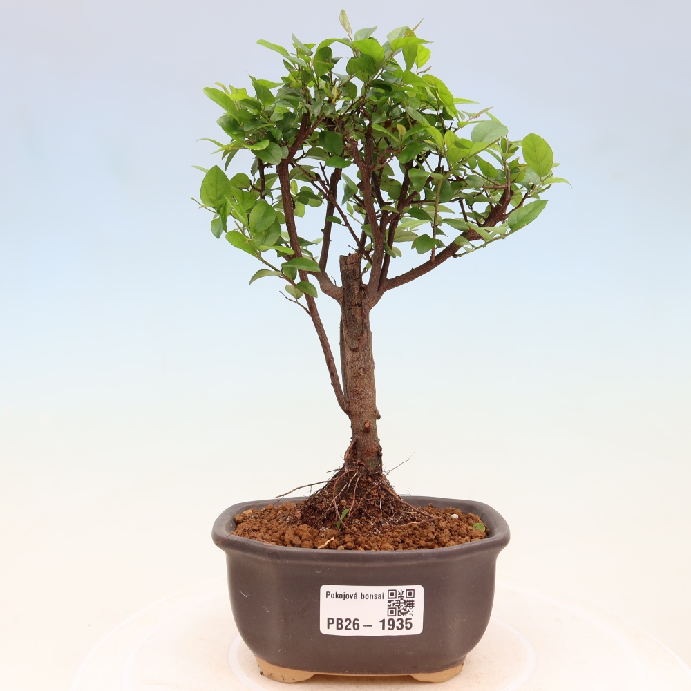 Room bonsai - Sageretia thea - Sageretia thea