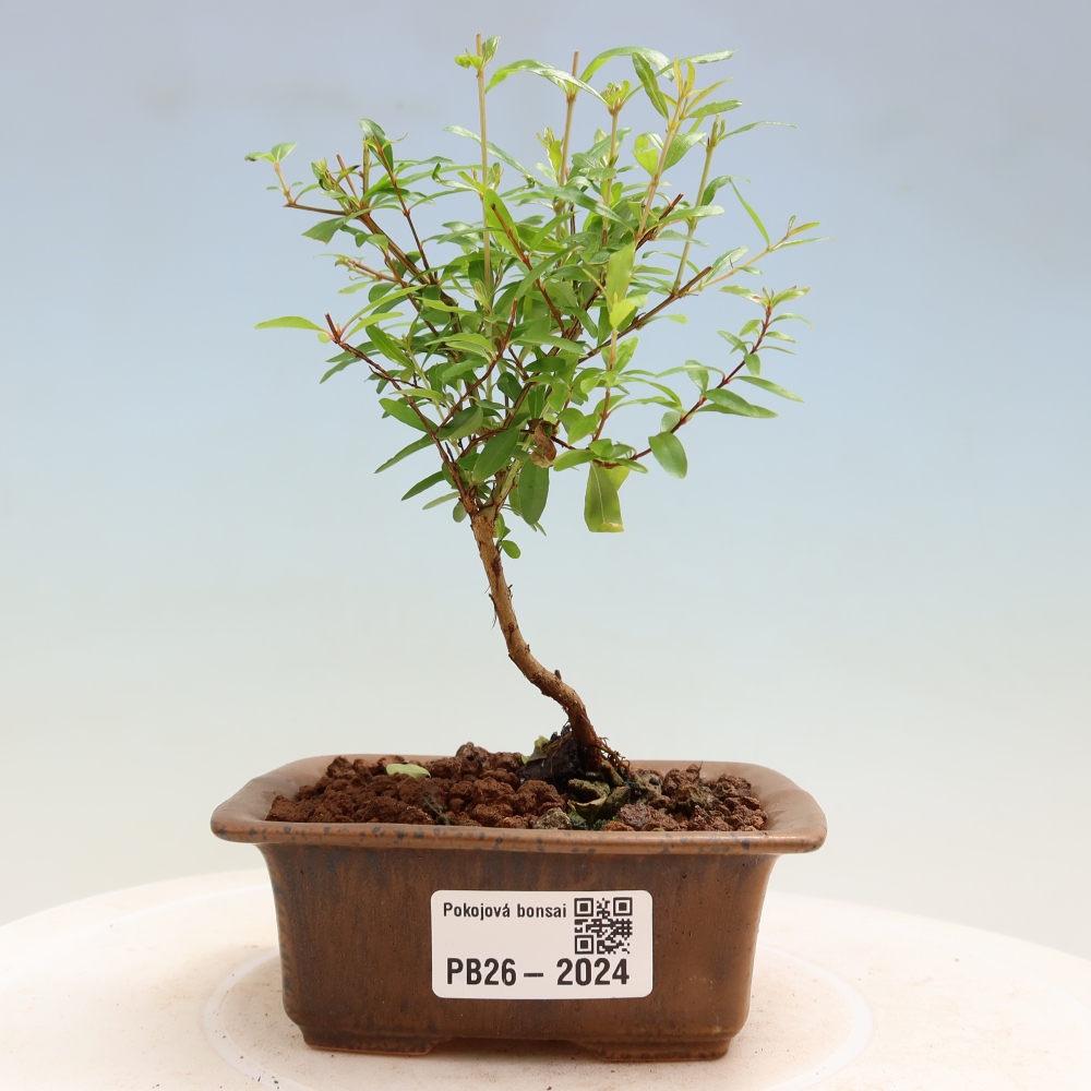 Room bonsai-PUNICA granatum nana-Granate apple