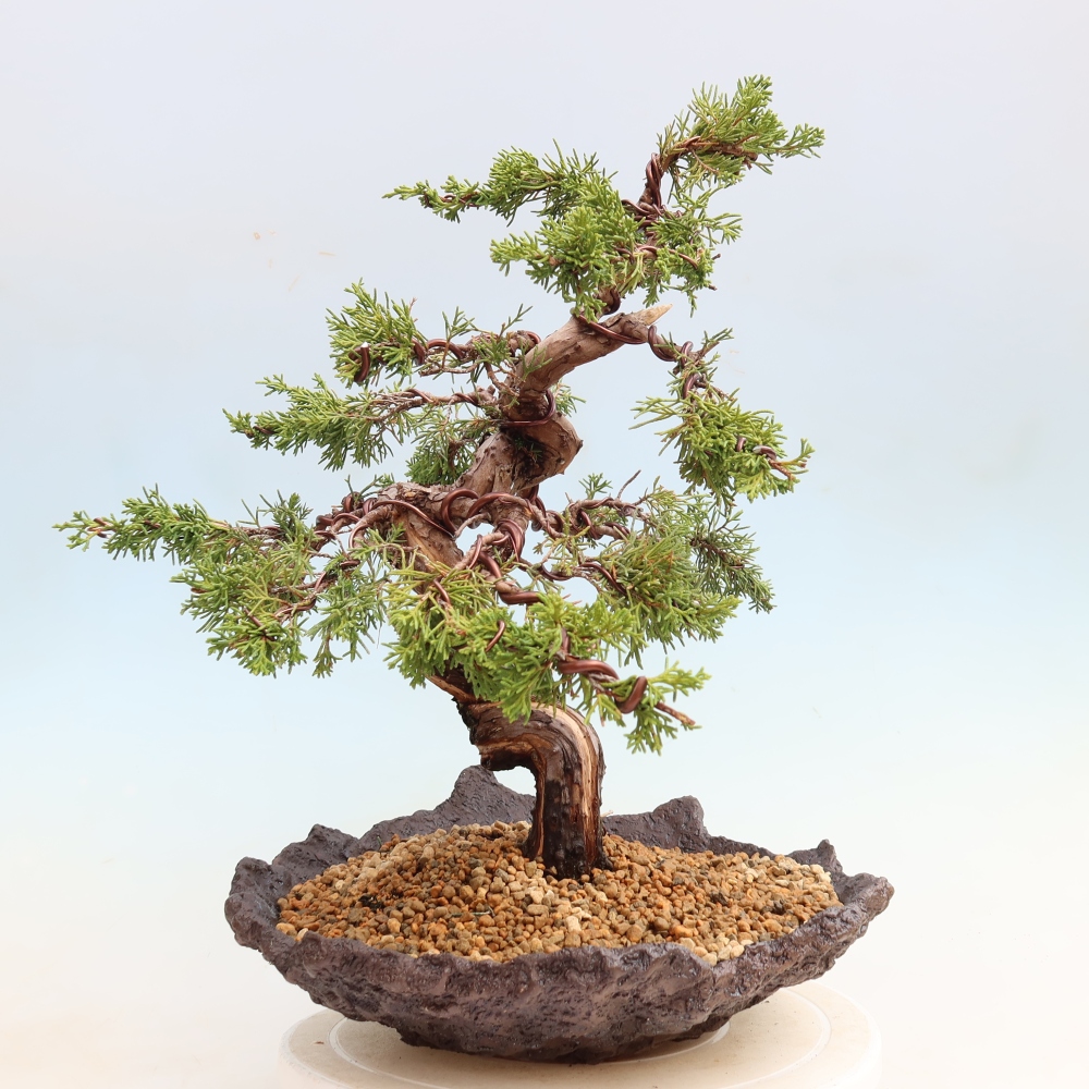 Outdoor Bonsai - Juniperus chinensis Itoigawa - Chinese Juniper