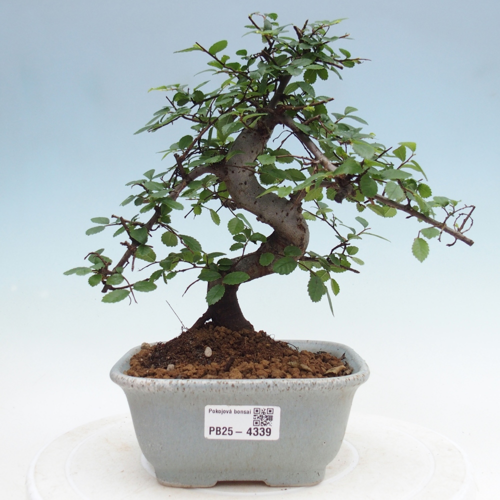Room bonsai - Ulmus parvifolia - Small-leaved elm