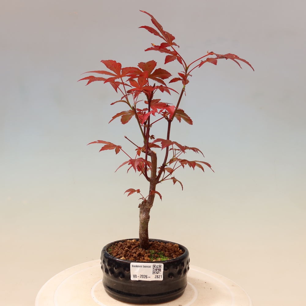 Outdoor bonsai - Acer palm. Atropurpureum-Javor palmate