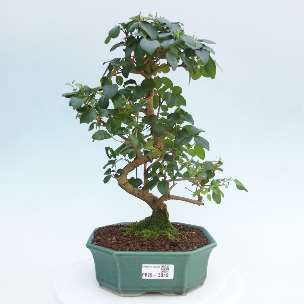 Indoor bonsai -Ligustrum chinensis - Bird's beak