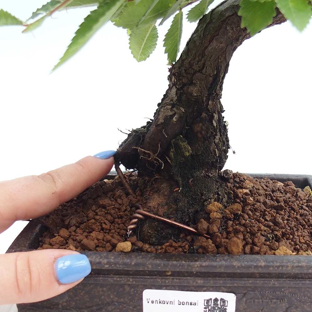 Outdoor bonsai - Zelkova - Zelkova NIRE