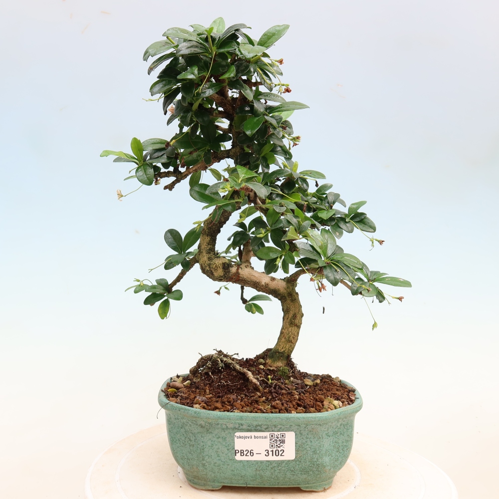Room bonsai - Carmona macrophylla - Tea fuki