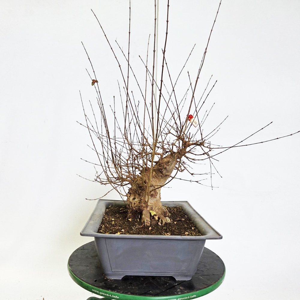 Outdoor bonsai Maple Burger - Acer Burgeriana