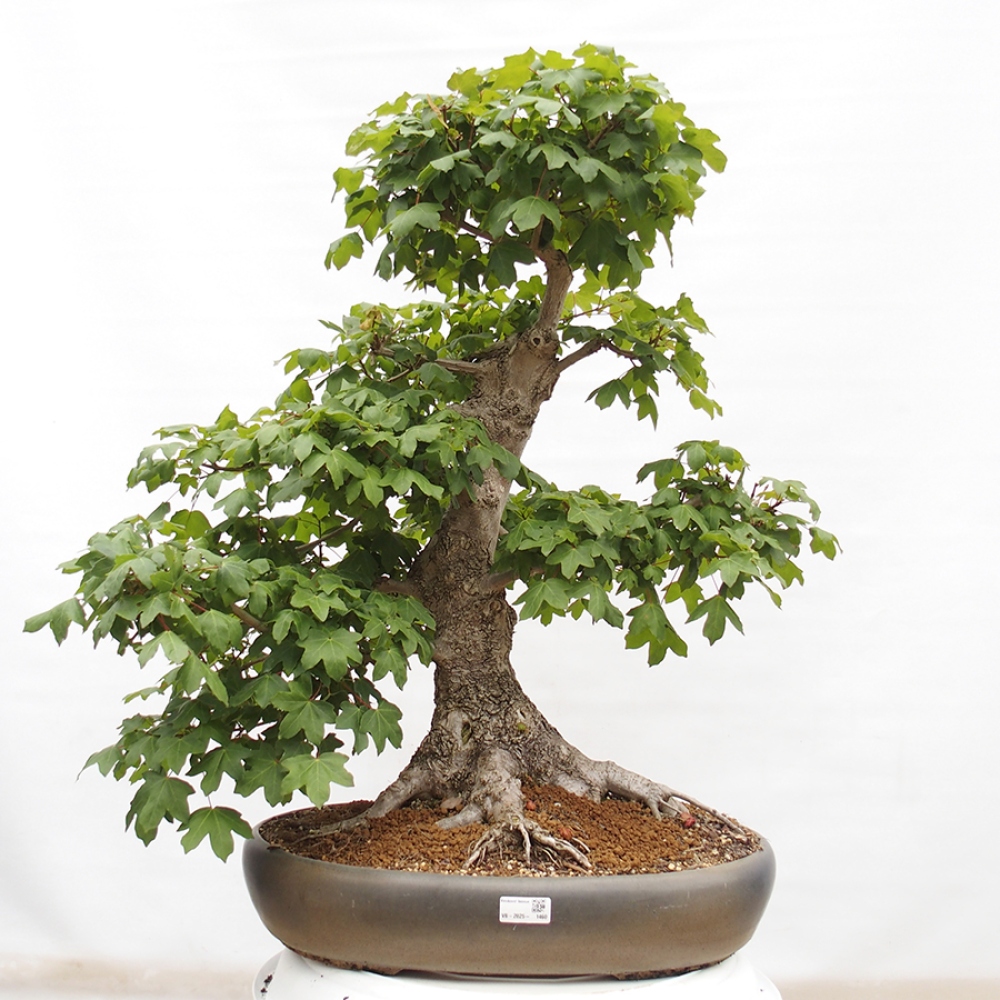Outdoor bonsai - Baby maple - Acer campestre