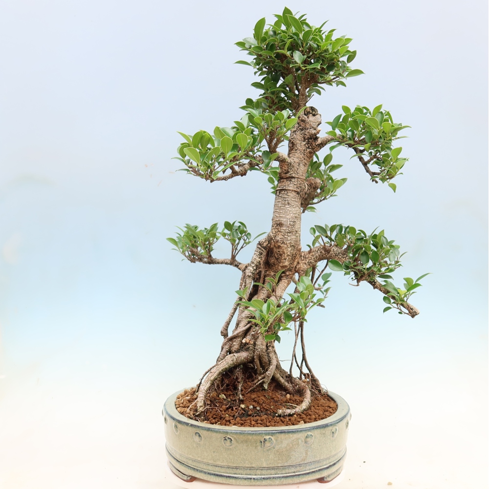 Room bonsai - Ficus kimmen - small-leaved ficus