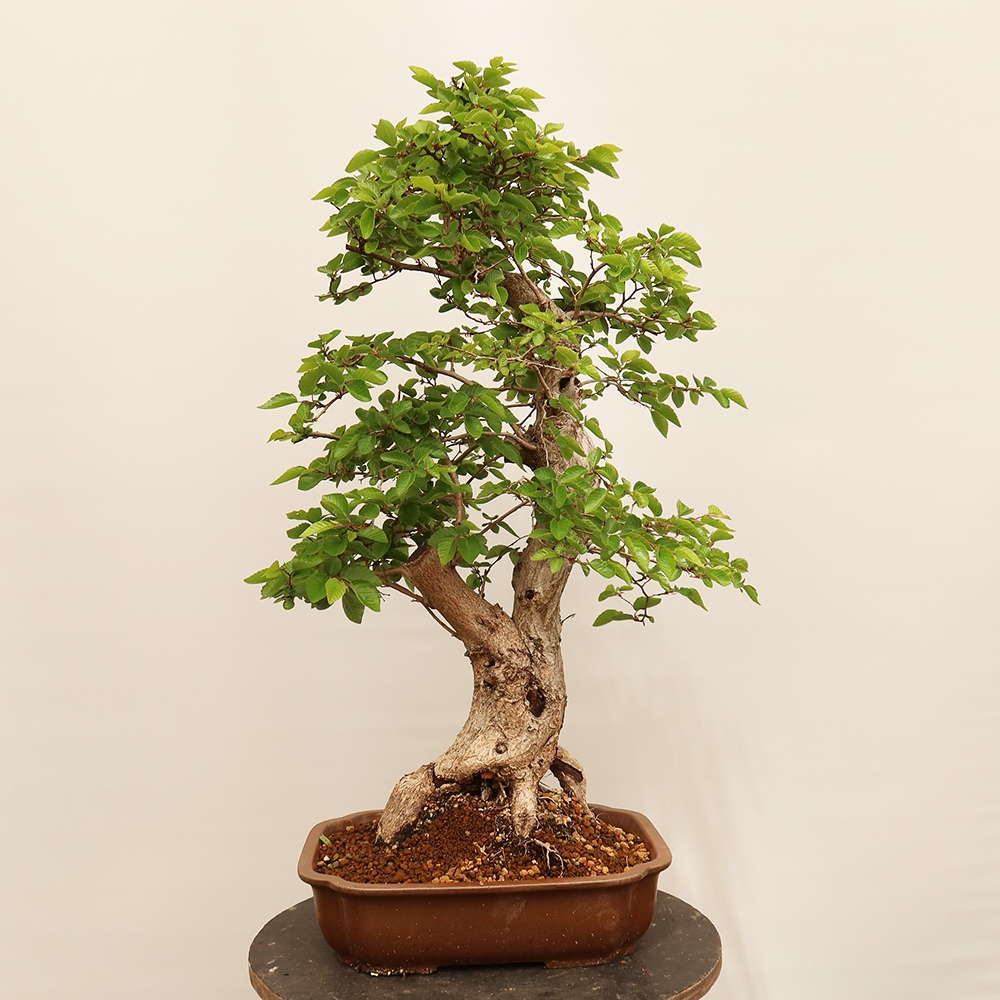 Outdoor bonsai - Carpinus Coreana - Korean hornbeam