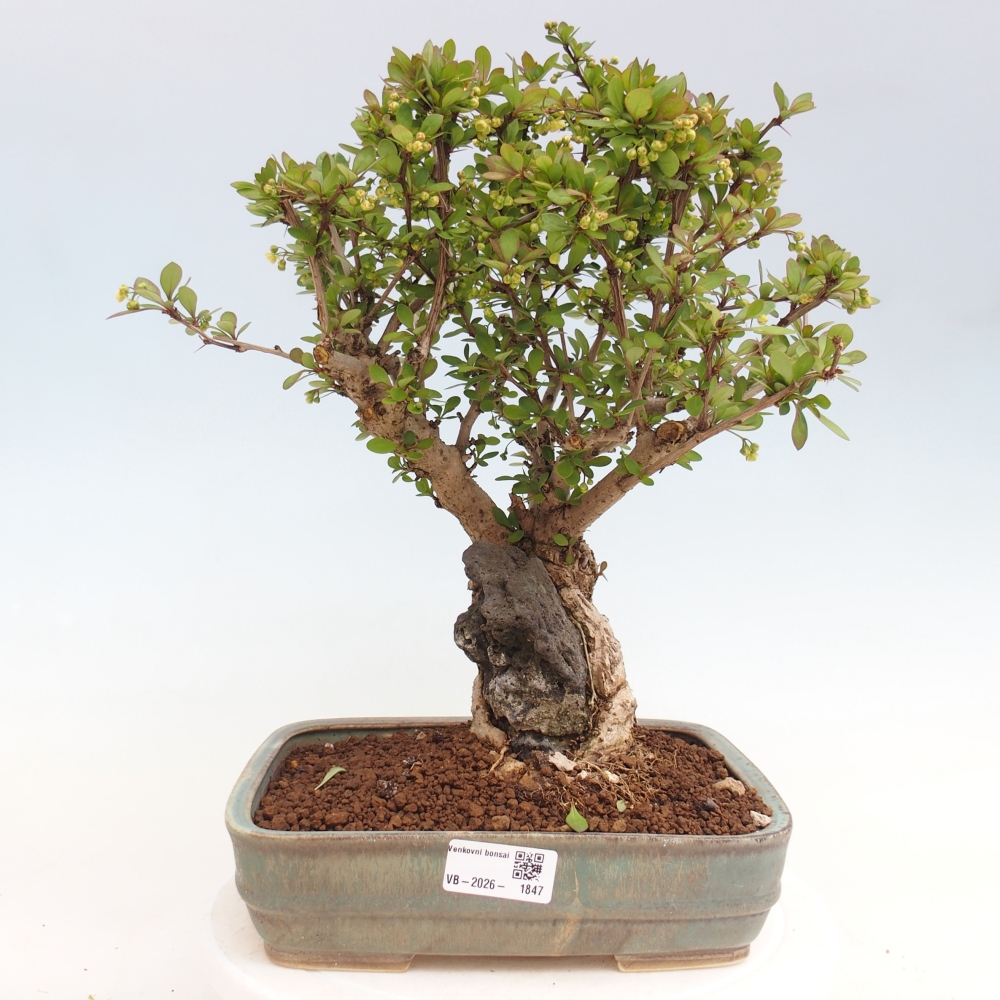 Outdoor bonsai - Berberis coreana