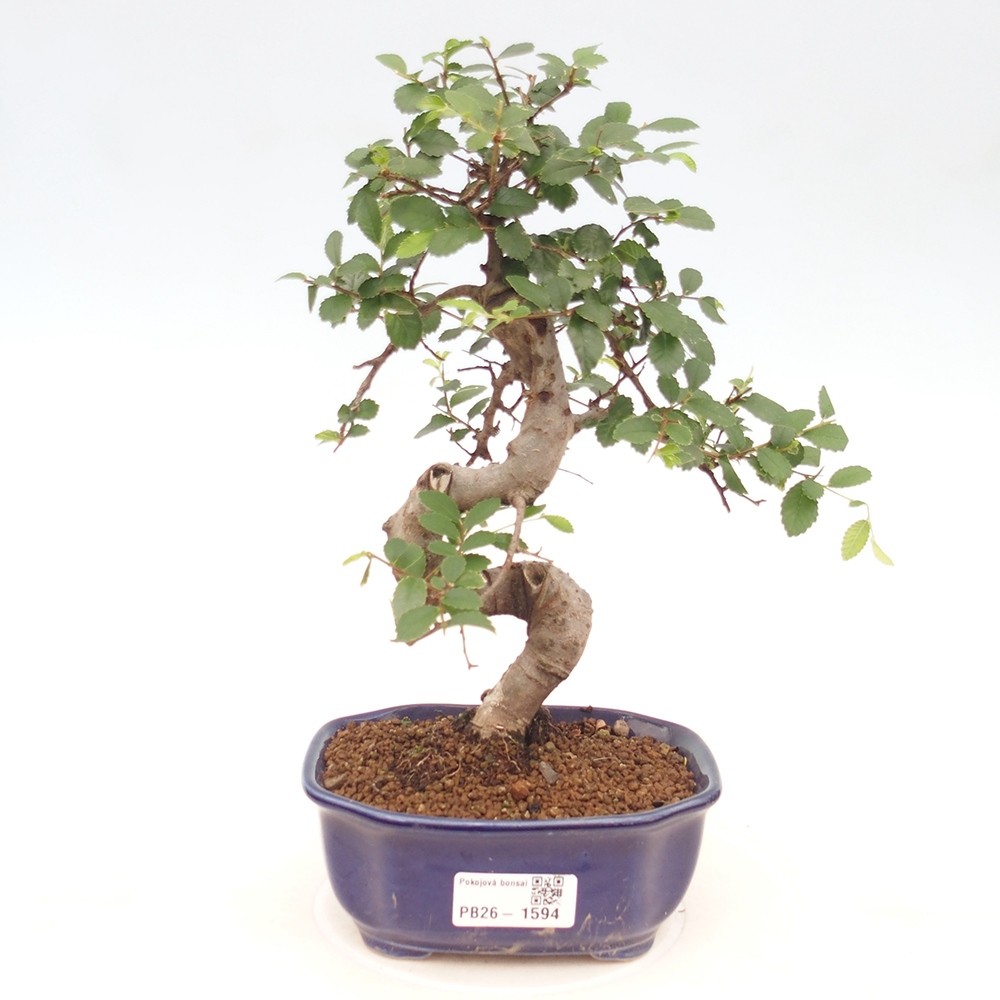 Room bonsai - Ulmus parvifolia - Small-leaved elm