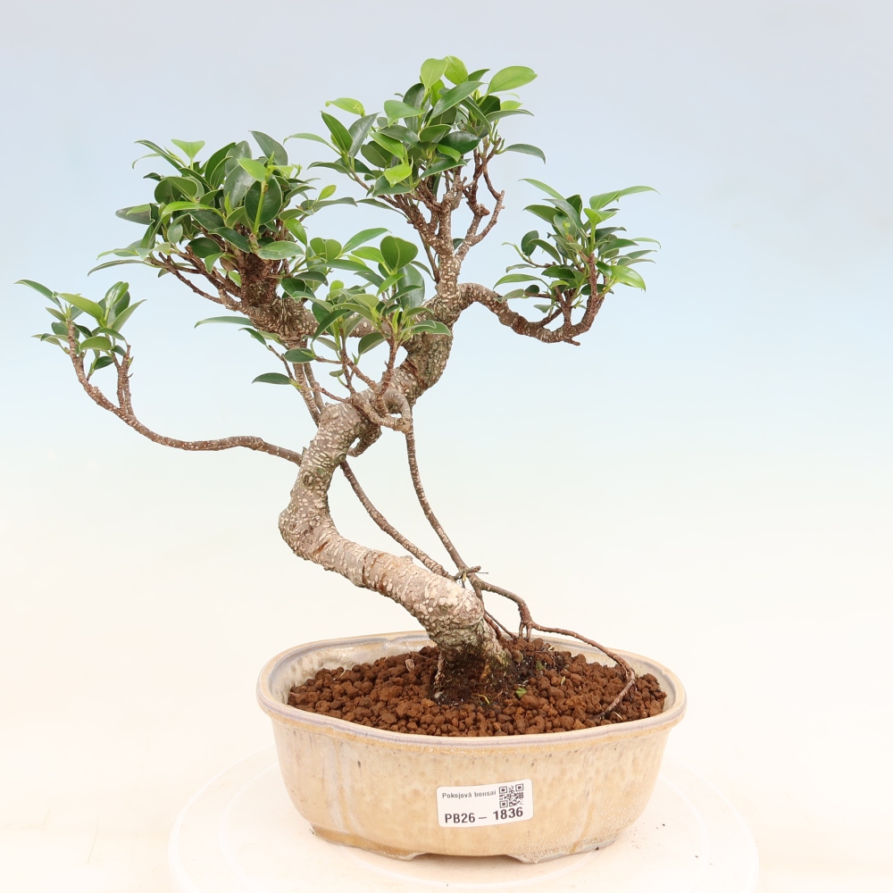 Room bonsai - Ficus retusa - small-leaved ficus