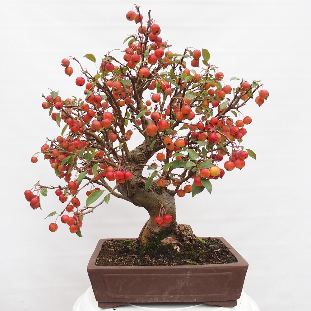 Outdoor bonsai - Malus halliana - Small-fruited apple tree
