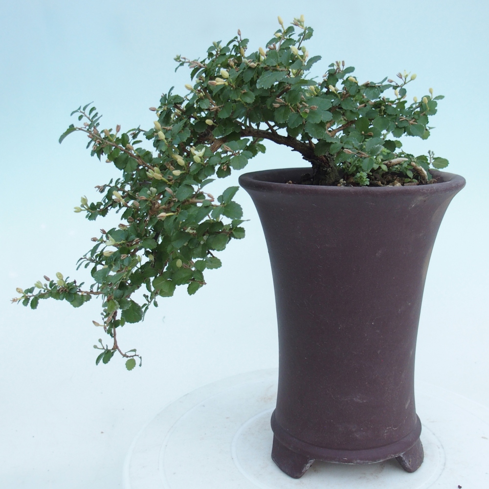 Room bonsai - Grewia sp. - Grewia malafolia