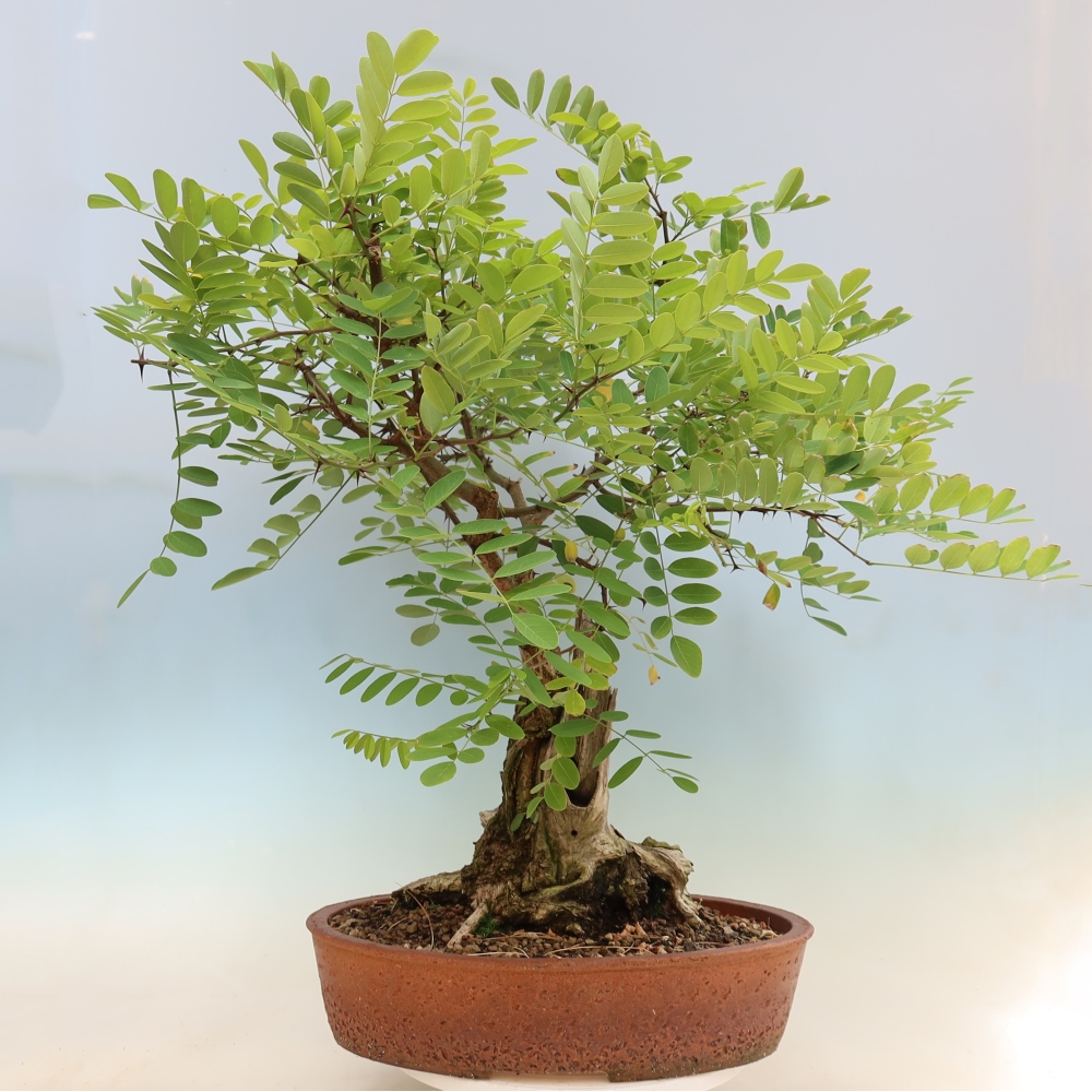 Outdoor Bonsai - Black Locust - Robinia pseudoacacia