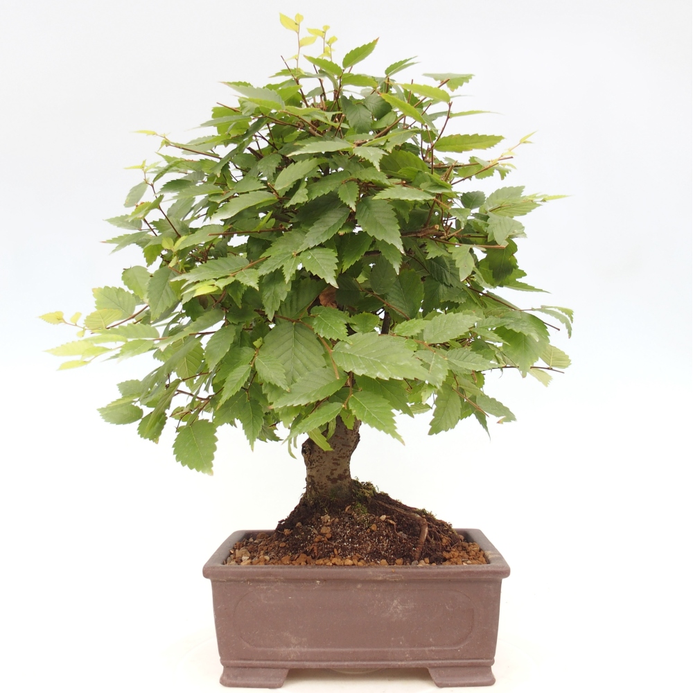 Outdoor bonsai - Zelkova - Zelkova serrata