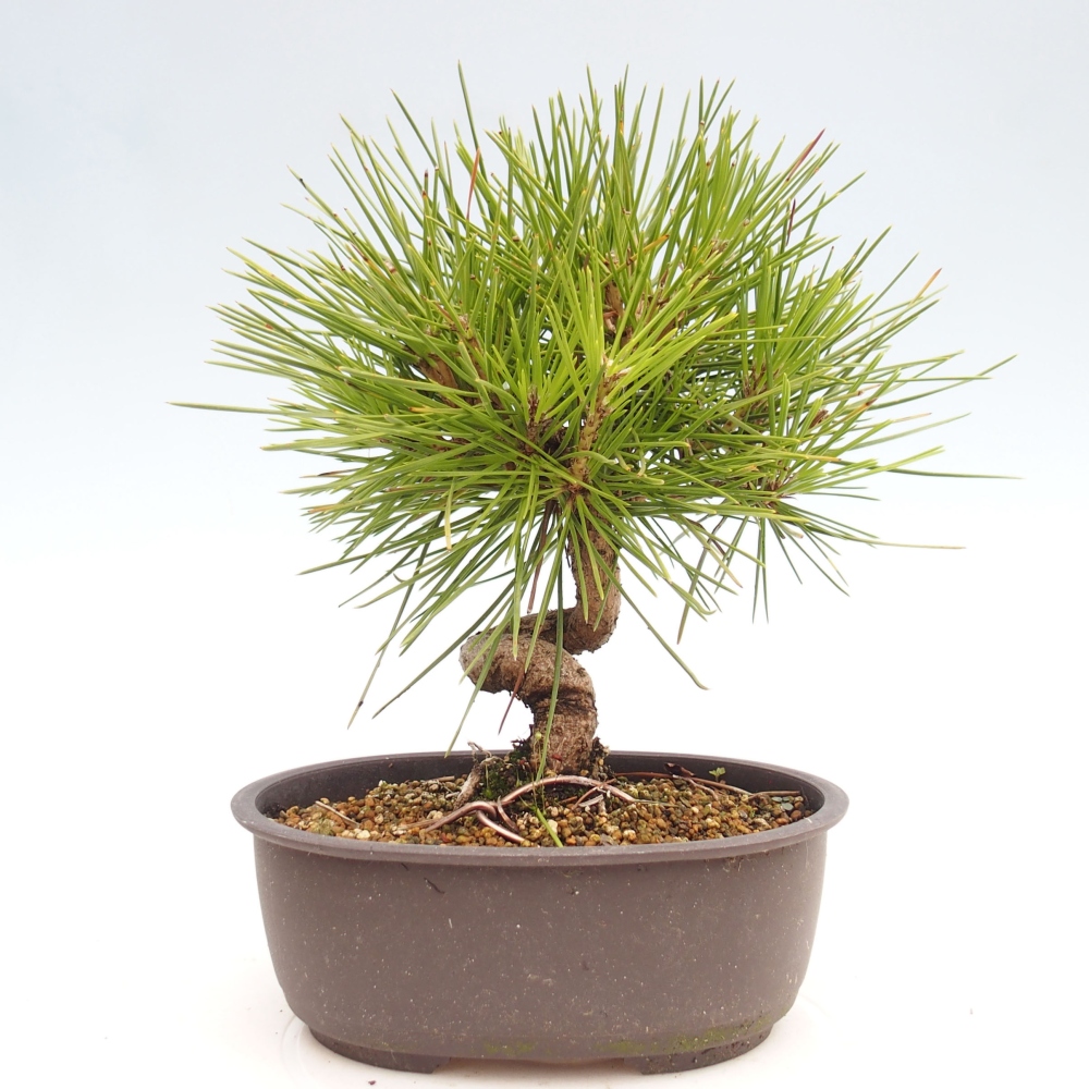 Outdoor bonsai - Pinus thunbergii - Thunbergia pine