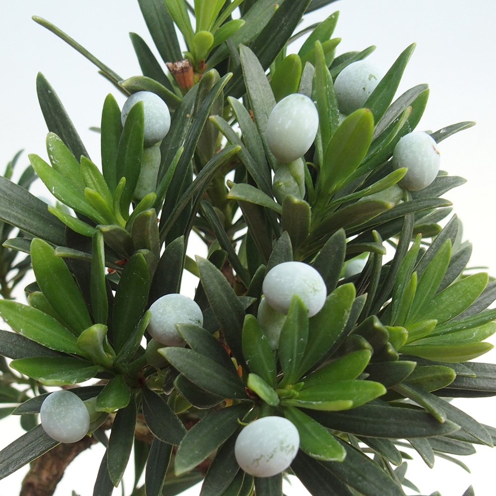 Indoor bonsai - Podocarpus - Stone thous